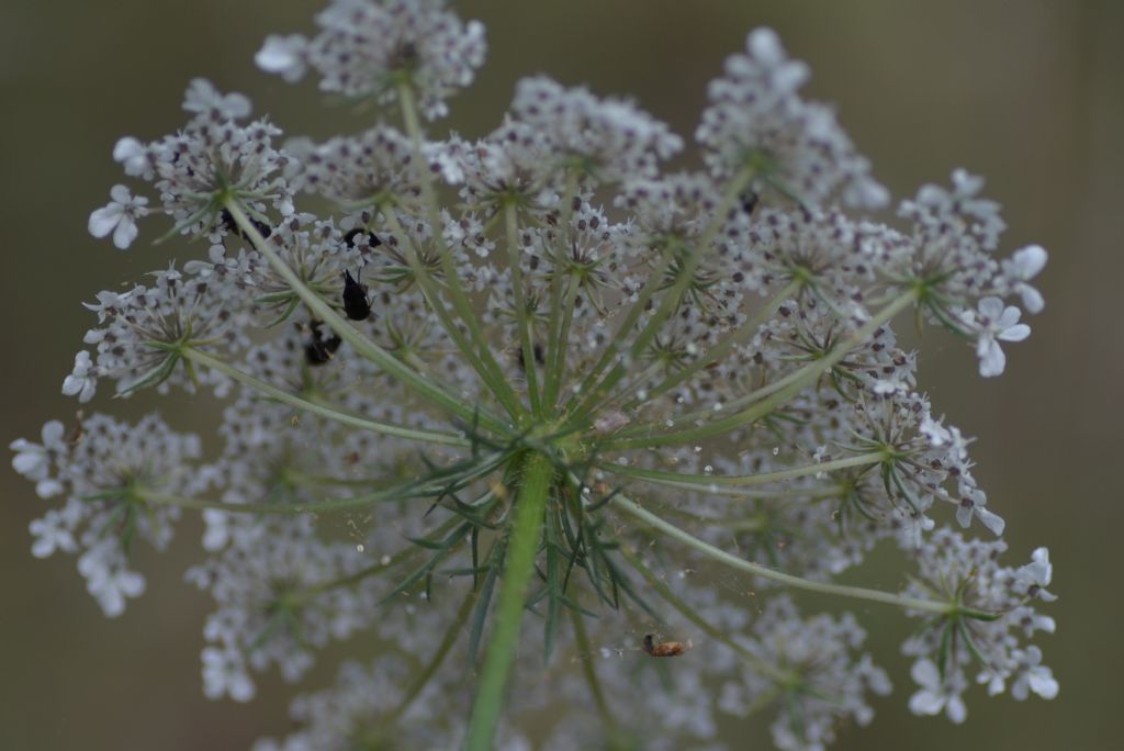 Daucus carota 2
